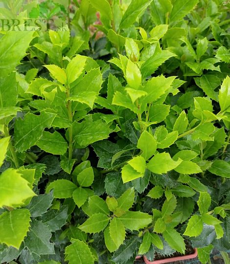 Ilex meserveae 'HECKENFEE®'